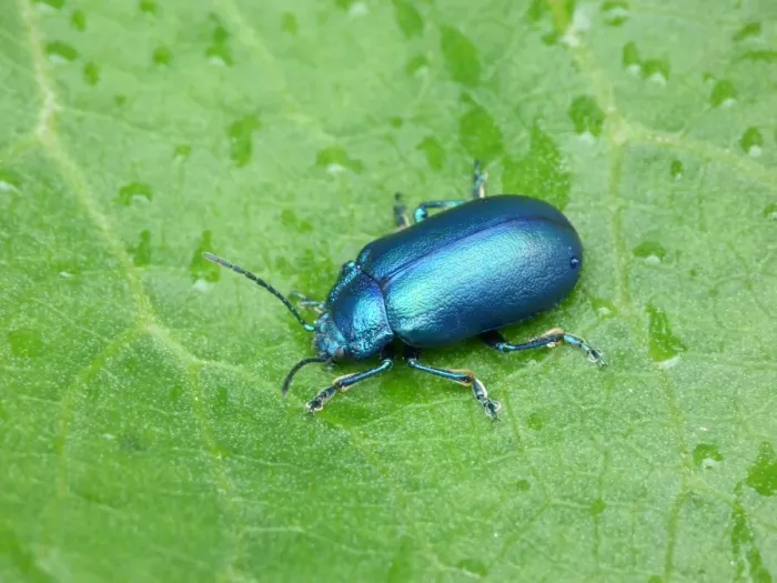 Framed Print : Leaf Beetle (Chrysolina geminata) adult, resting on leaf with raindrops, Dolomites, Italian Alps, Italy, June