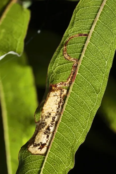 Framed Print : Leaf-miner Moth (Mompha raschkiella) larvae feeding tunnels in Rosebay Willowherb (Epilobium angustifolium) leaf Framed Print : Leaf-miner Moth (Mompha raschkiella) larvae feeding tunnels in Rosebay Willowherb (Epilobium angustifolium) leaf