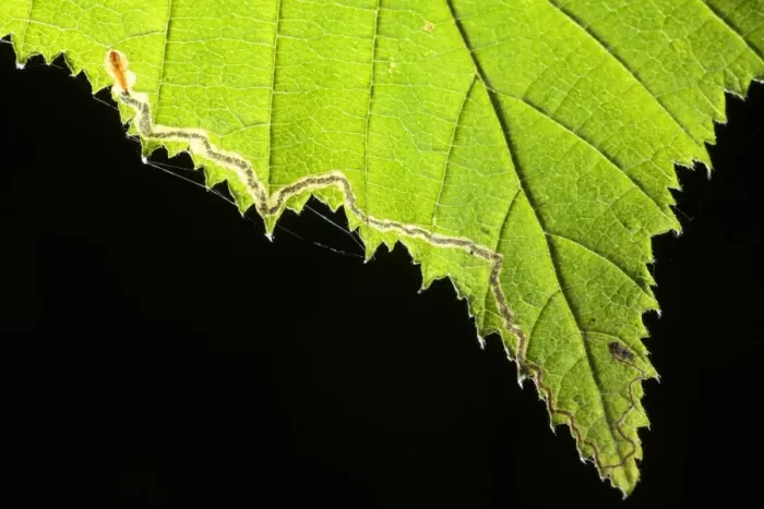 Framed Print : Leaf-miner Moth (Stigmella floslactella) larvae feeding tunnel in Hazel (Corylus sp. ) leaf, Powys, Wales, july Framed Print : Leaf-miner Moth (Stigmella floslactella) larvae feeding tunnel in Hazel (Corylus sp. ) leaf, Powys, Wales, july