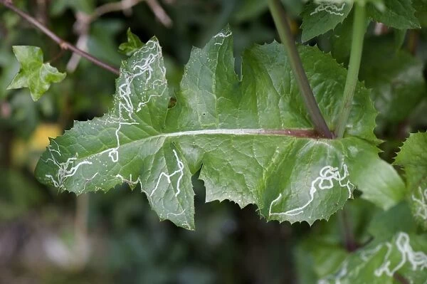 Leaf mines of agromyzid leaf miner larvae in the leaves of smooth sow-thistle, Sonchus oleraceus