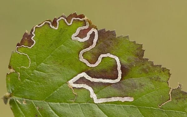Leaf Mine Moth (Stigmella aurella) larval mines in bramble leaf, Yorkshire, England, May