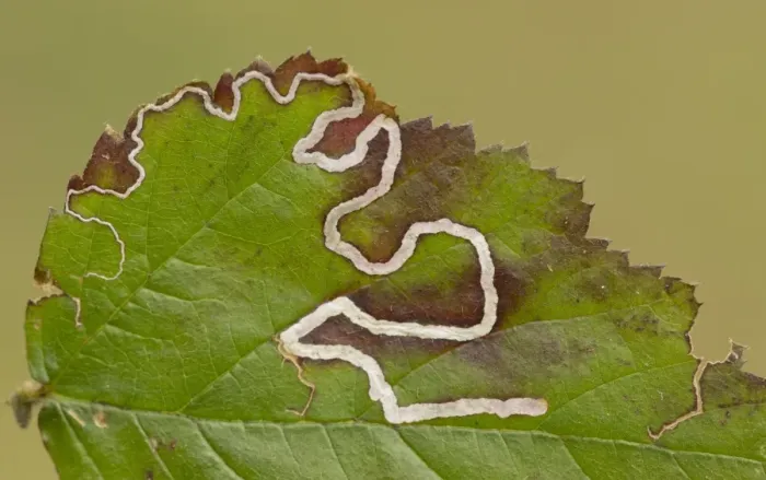 Framed Print : Leaf Mine Moth (Stigmella aurella) larval mines in bramble leaf, Yorkshire, England, May Framed Print : Leaf Mine Moth (Stigmella aurella) larval mines in bramble leaf, Yorkshire, England, May