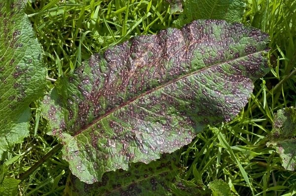 Leaf spot, Ramularia rubella, seriously affecting a leaf of broad dock, Rumex obtusifolius, Berkshire, May