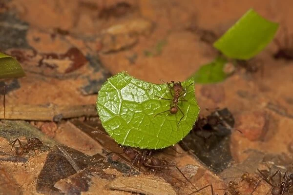 Leafcutter Ant (Atta sp. ) adults, worker carrying cut leaf with guard, on rainforest floor, Peruvian Amazon, Peru
