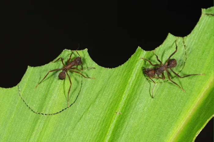 Framed Print : Leafcutter Ant (Atta sp. ) two adults, cutting segments out of leaf, Yasuni N. P. Amazon, Ecuador