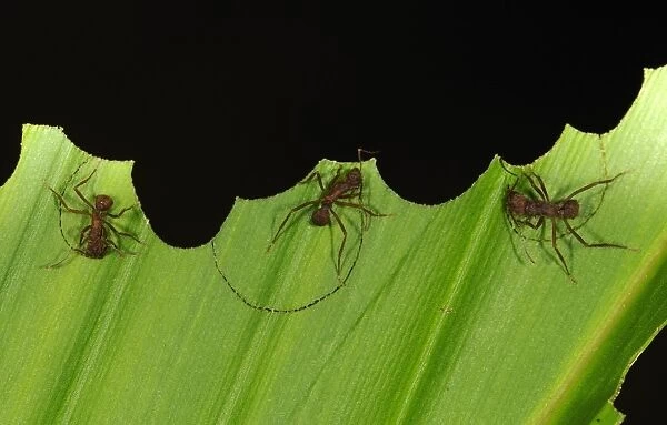 Leafcutter Ant (Atta sp. ) three adults, cutting segments out of leaf, Yasuni N. P. Amazon, Ecuador