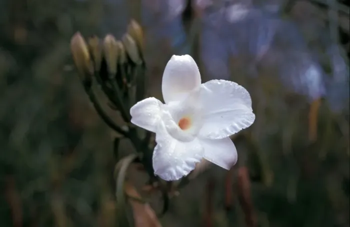 Framed Print : Leafless Vanilla Orchid