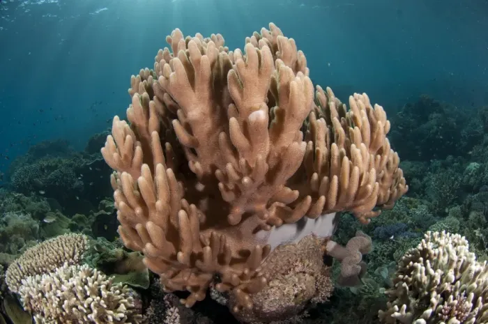 Framed Print : Leather Coral (Lobophytum compactum) in reef, Tutuntute, Wetar Island, Barat Daya Islands, Lesser Sunda Islands Framed Print : Leather Coral (Lobophytum compactum) in reef, Tutuntute, Wetar Island, Barat Daya Islands, Lesser Sunda Islands