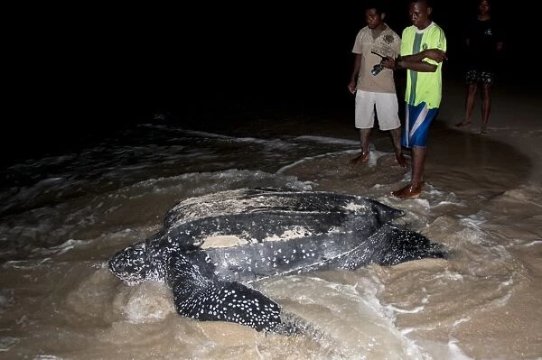 Leatherback Turtle (Dermochelys coriacea) adult female, returning to sea after laying eggs in sand at night