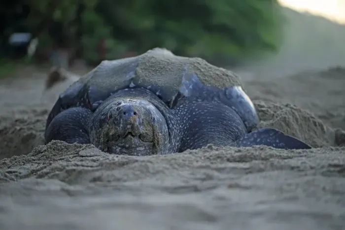 Framed Print : Leatherback Turtle (Dermochelys coriacea) adult female, digging hole and laying eggs in sand on beach at dusk Framed Print : Leatherback Turtle (Dermochelys coriacea) adult female, digging hole and laying eggs in sand on beach at dusk