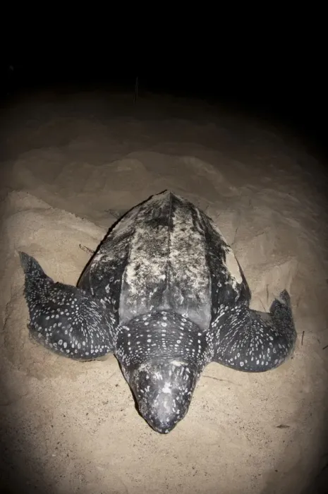 Framed Print : Leatherback Turtle (Dermochelys coriacea) adult female, returning to sea after laying eggs in sand at night Framed Print : Leatherback Turtle (Dermochelys coriacea) adult female, returning to sea after laying eggs in sand at night