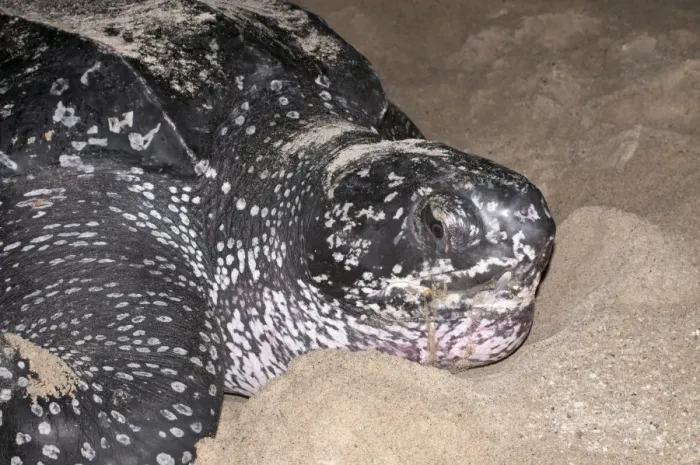 Framed Print : Leatherback Turtle (Dermochelys coriacea) adult female, close-up of head, digging hole Framed Print : Leatherback Turtle (Dermochelys coriacea) adult female, close-up of head, digging hole