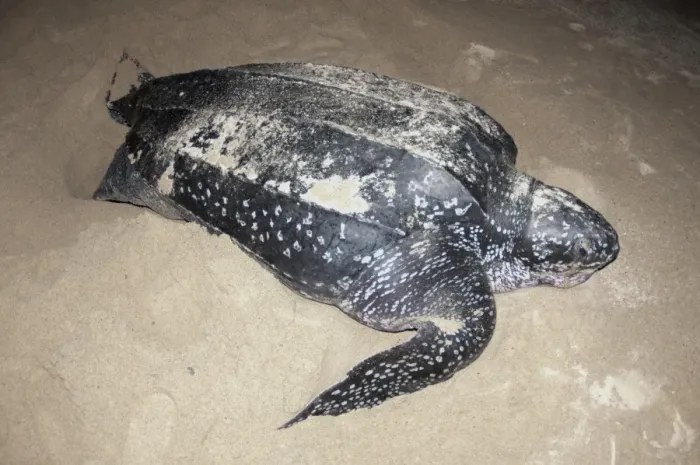 Framed Print : Leatherback Turtle (Dermochelys coriacea) adult female, digging hole and laying eggs in sand at night, Tambrauw Beach Framed Print : Leatherback Turtle (Dermochelys coriacea) adult female, digging hole and laying eggs in sand at night, Tambrauw Beach