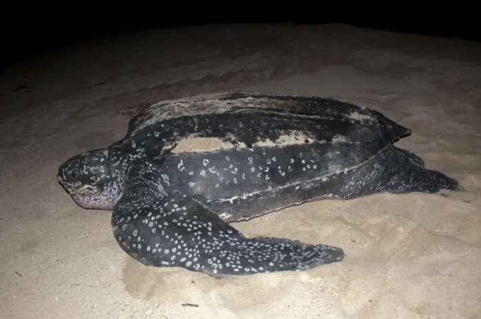 Framed Print : Leatherback Turtle (Dermochelys coriacea) adult female, returning to sea after laying eggs in sand at night Framed Print : Leatherback Turtle (Dermochelys coriacea) adult female, returning to sea after laying eggs in sand at night