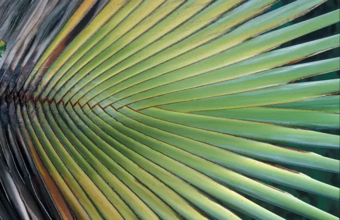 Framed Print : Leaves Palm Fronds Framed Print : Leaves Palm Fronds