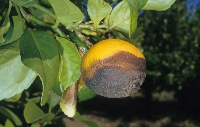 Framed Print : Lemon (Citrus limon) close-up of fruit, damaged by Stem End Rot (Phomopsis citri)