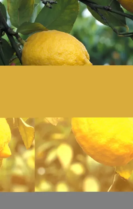 Framed Print : Lemon (Citrus limon) Fruit on tree - Cyprus Framed Print : Lemon (Citrus limon) Fruit on tree - Cyprus