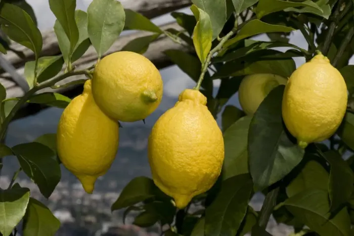 Framed Print : Lemon, Citrus limon, ripe fruit on tree, Sorrento, Bay of Naples, Campania, Italy, May Framed Print : Lemon, Citrus limon, ripe fruit on tree, Sorrento, Bay of Naples, Campania, Italy, May