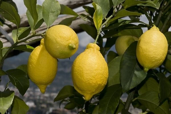 Lemon, Citrus limon, ripe fruit on tree, Sorrento, Bay of Naples, Campania, Italy, May