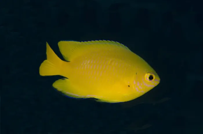 Framed Print : Lemon Damsel (Pomacentrus moluccensis) adult, swimming, Lembeh Straits, Sulawesi, Sunda Islands, Indonesia, January