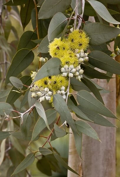Lemon-flowered Mallee (Eucalyptus woodwardii) introduced species, close-up of flowers and leaves, Arizona, U. S. A