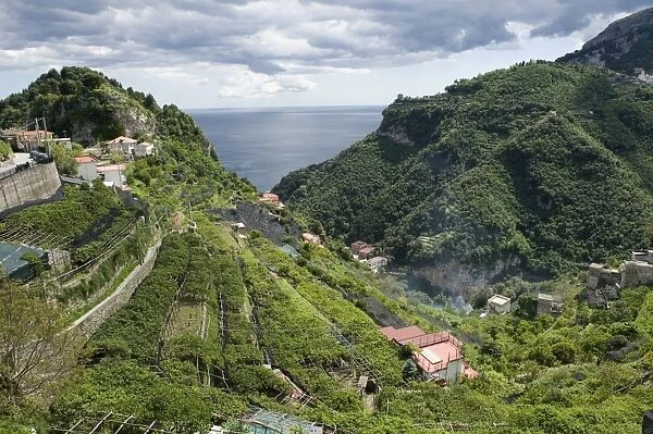 Lemon groves with some trees netted to prevent over exposure to sun and sunburn, Bay of Salerno, near Amalfi, Campania