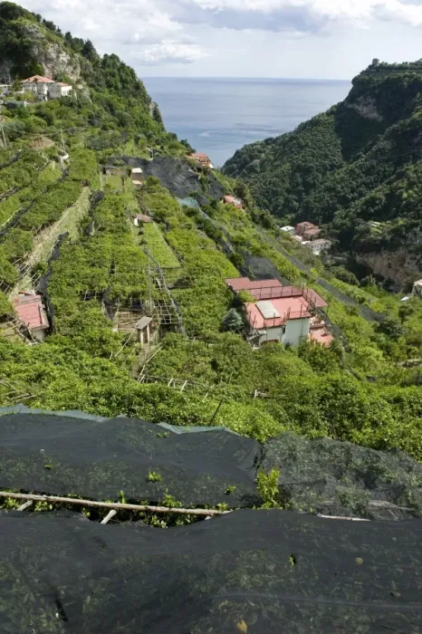 Framed Print : Lemon groves with some trees netted to prevent over exposure to sun and sunburn, Bay of Salerno, near Amalfi, Campania Framed Print : Lemon groves with some trees netted to prevent over exposure to sun and sunburn, Bay of Salerno, near Amalfi, Campania
