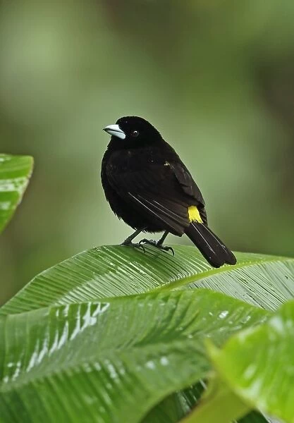 Lemon-rumped Tanager (Ramphocelus icteronotus) adult male, perched on leaf during rainfall, Chagres River, Panama