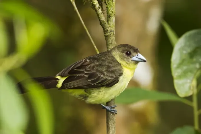 Framed Print : Lemon-rumped Tanager (Ramphocelus icteronotus) adult female, perched on twig in montane rainforest, Andes, Ecuador Framed Print : Lemon-rumped Tanager (Ramphocelus icteronotus) adult female, perched on twig in montane rainforest, Andes, Ecuador