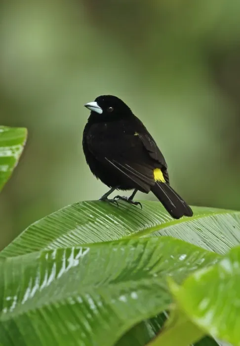 Framed Print : Lemon-rumped Tanager (Ramphocelus icteronotus) adult male, perched on leaf during rainfall, Chagres River, Panama Framed Print : Lemon-rumped Tanager (Ramphocelus icteronotus) adult male, perched on leaf during rainfall, Chagres River, Panama