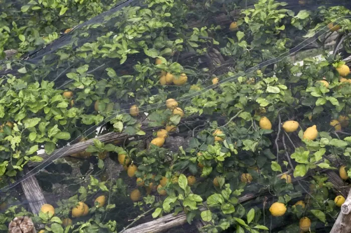 Framed Print : Lemon trees with fruit under shade netting to prevent sunburn, Bay of Salerno, near Amalfi, Campania, Italy, May Framed Print : Lemon trees with fruit under shade netting to prevent sunburn, Bay of Salerno, near Amalfi, Campania, Italy, May