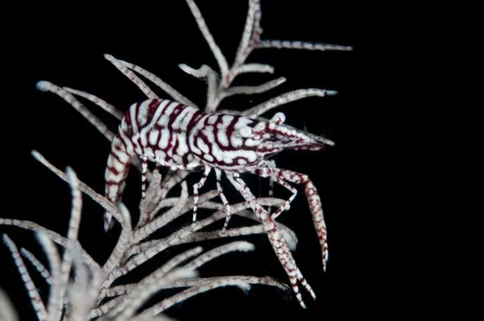 Framed Print : Leopard Crinoid Shrimp (Laomenes pardus) adult, resting on crinoid, Lembeh Straits, Sulawesi, Sunda Islands, Indonesia Framed Print : Leopard Crinoid Shrimp (Laomenes pardus) adult, resting on crinoid, Lembeh Straits, Sulawesi, Sunda Islands, Indonesia