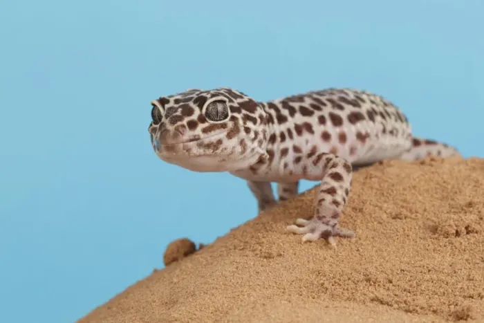 Framed Print : Leopard Gecko (Eublepharis macularius) adult, standing on sand (captive)