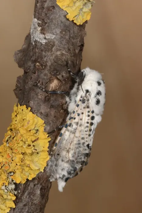 Framed Print : Leopard Moth (Zeuzera pyrina) adult male, resting on twig, Oxfordshire, England, July Framed Print : Leopard Moth (Zeuzera pyrina) adult male, resting on twig, Oxfordshire, England, July