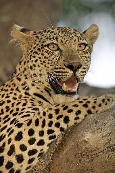 Leopard (Panthera pardus) Adult female in tree, Sabie Sand Game Reserve, South Africa