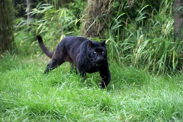 Leopard (Panthera pardus) Black Panther melanistic form, adult, walking on grass, July (captive)