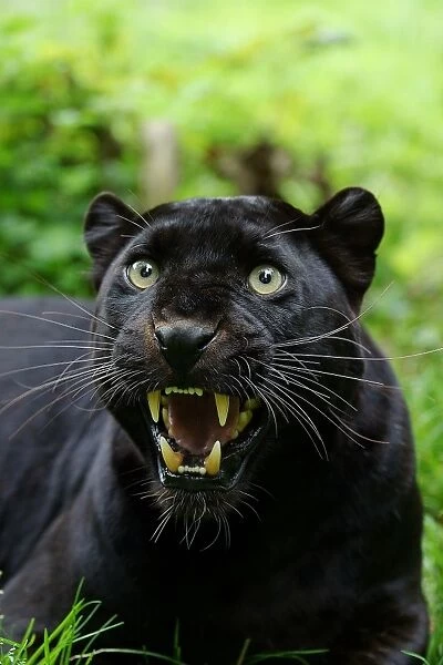 Leopard (Panthera pardus) Black Panther melanistic form, adult, snarling, close-up of head, captive