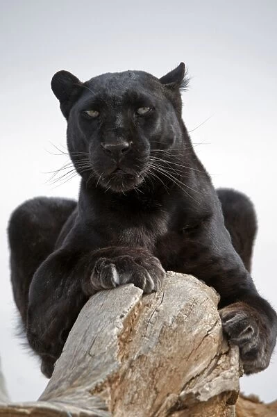 Leopard (Panthera pardus) black panther melanistic phase, adult, resting on log, captive
