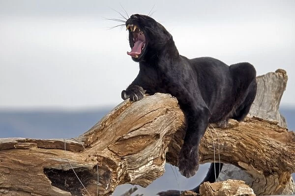 Leopard (Panthera pardus) black panther melanistic phase, adult, yawning, resting on log, captive