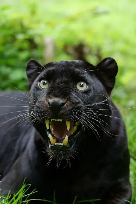 Framed Print : Leopard (Panthera pardus) Black Panther melanistic form, adult, snarling, close-up of head, captive Framed Print : Leopard (Panthera pardus) Black Panther melanistic form, adult, snarling, close-up of head, captive