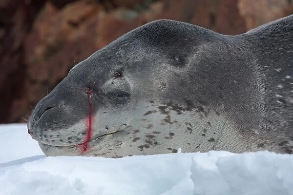 Leopard Seal (Hydrurga leptonyx) adult, close-up of head, injured with bleeding wound probably caused by another Leopard Seal, Antarctic Peninsula, Antarctica, december