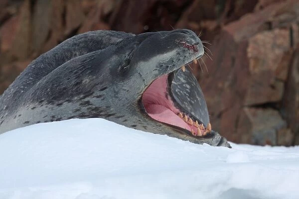 Leopard Seal (Hydrurga leptonyx) adult, yawning, injured with wound probably caused by another Leopard Seal, Antarctic Peninsula, Antarctica, december