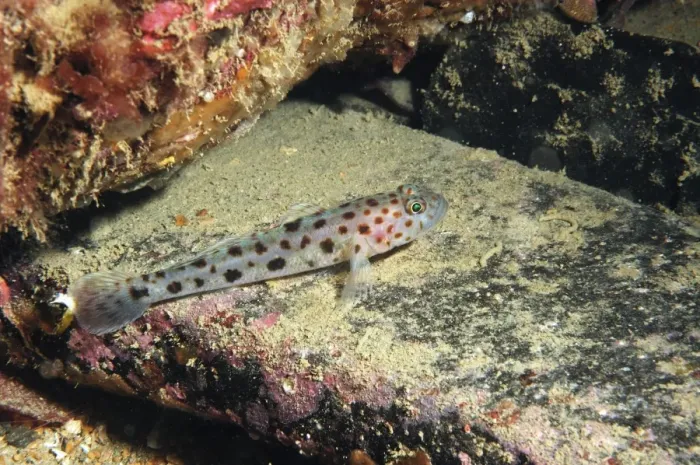 Framed Print : Leopard-spotted Goby (Thorogobius ephippiatus) adult, resting on rock, Brandy Bay, Isle of Purbeck, Dorset, England