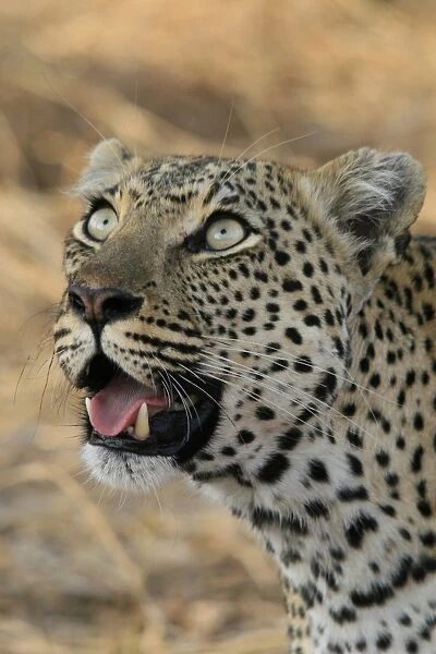 Leopard staring upwards