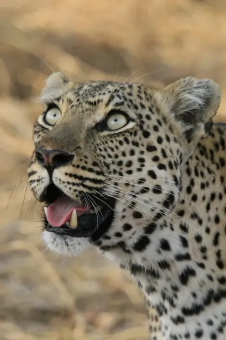 Framed Print : Leopard staring upwards Framed Print : Leopard staring upwards