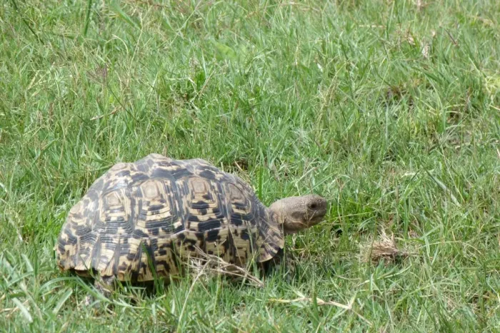 Framed Print : Leopard Tortoise (Geochelone pardalis) adult, walking in grass, Okavango Delta, Botswana Framed Print : Leopard Tortoise (Geochelone pardalis) adult, walking in grass, Okavango Delta, Botswana