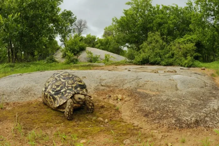 Framed Print : Leopard Tortoise (Stigmochelys pardalis) adult, standing on rock in bush habitat, Ruaha N. P. Tanzania Framed Print : Leopard Tortoise (Stigmochelys pardalis) adult, standing on rock in bush habitat, Ruaha N. P. Tanzania