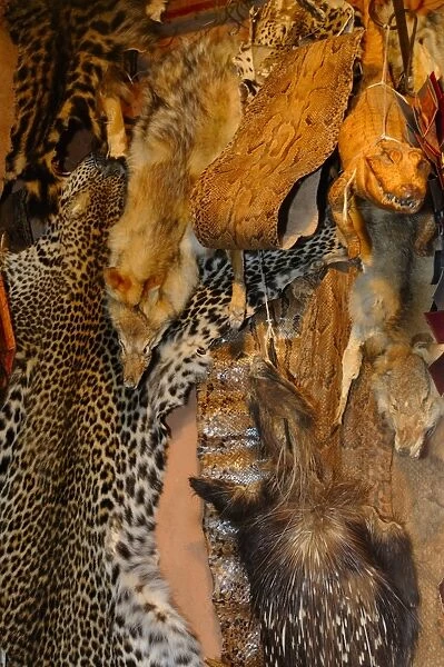 Leopard, wolf, porcupine and snake skins for sale in market, Marrakesh, Morocco, january