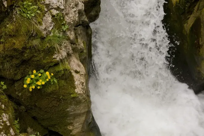 Framed Print : Leopard's Bane (Doronicum columnae) flowering, growing on rocks beside waterfall, River Trigrad, Trigrad Gorge, Rhodopi Mountains, Bulgaria, may Framed Print : Leopard's Bane (Doronicum columnae) flowering, growing on rocks beside waterfall, River Trigrad, Trigrad Gorge, Rhodopi Mountains, Bulgaria, may