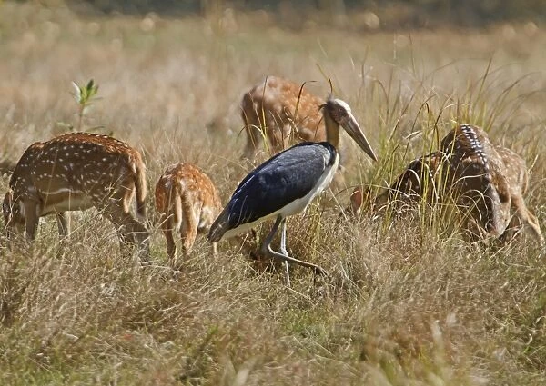 Lesser Adjutant (Leptoptilos javanicus) adult, walking on grass beside Spotted Deer (Axis axis) herd, Bandhavgarh N. P